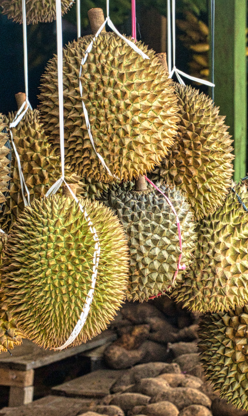 Asiabina Plantation Industry